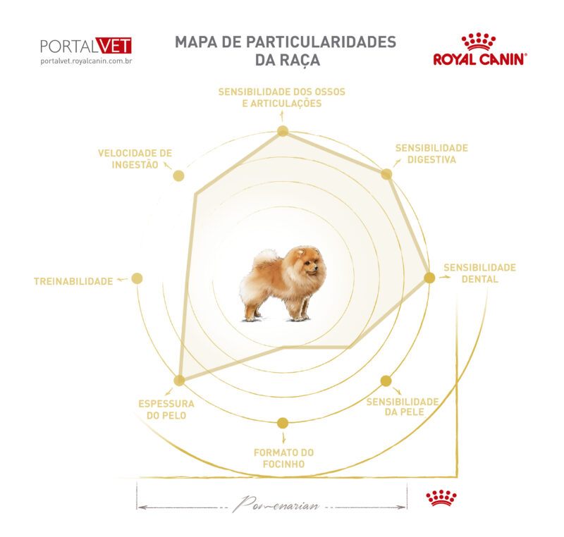 Infográfico com as características de cão da raça Spitz Alemão