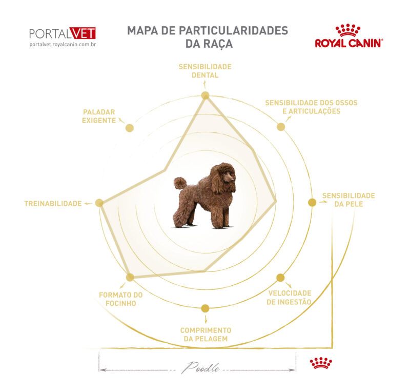 Poodle: conheça os principais aspectos de saúde da raça!