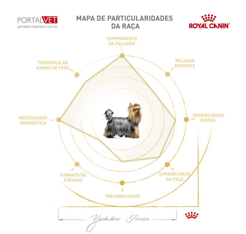 Infogr&aacute;fico com as caracter&iacute;sticas de c&atilde;o da ra&ccedil;a Yorkshire