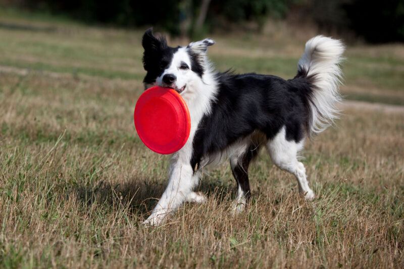 C&atilde;o da ra&ccedil;a Border Collie