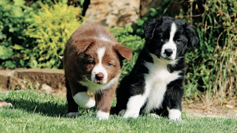 Filhotes da ra&ccedil;a Border Collie