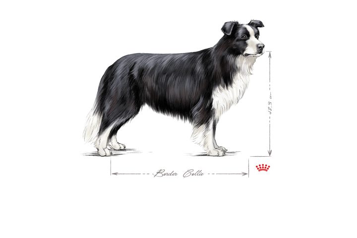 Raça Border Collie: principais características físicas, de saúde e cuidados