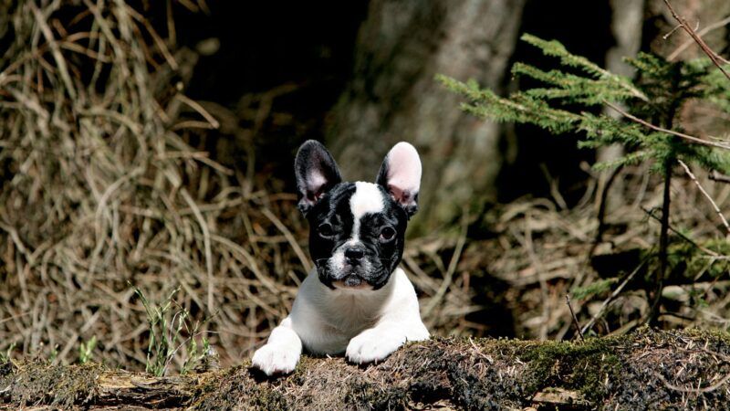 C&atilde;o da ra&ccedil;a Bulldog Franc&ecirc;s