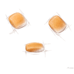 Croquetes dos alimentos Royal Canin para cães da raça Spitz Alemão