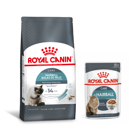 Alimento Royal Canin Hairball, voltado para a diminui&ccedil;&atilde;o de bolas de pelo em gatos como o Ragdoll