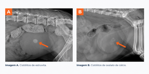 Tipos mais comuns de urólitos em cães segundo composição mineral (oxalato de cálcio, estruvita, sílica). Fonte: Today's Veterinary Practice, Canine Urolithiasis, 2024.