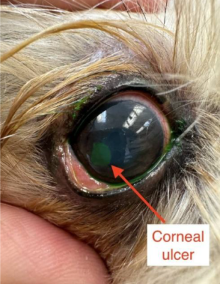 Teste de fluoresceína positivo em córnea canina, evidenciando área de ulceração corada em verde. Fonte: Iowa Veterinary Specialties, 2025.