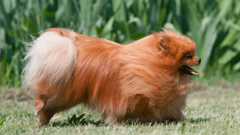 Lulu da Pomerânia