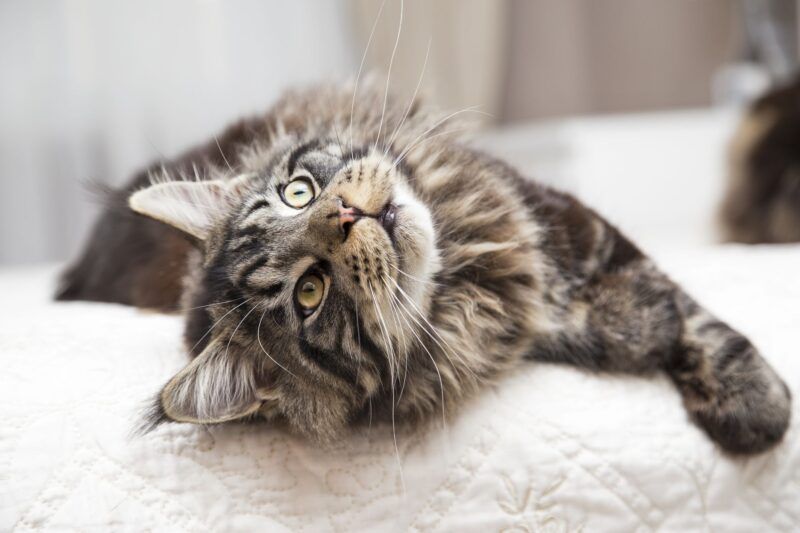 Felino da ra&ccedil;a Maine Coon