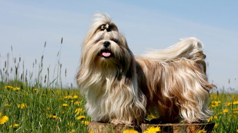 Cão da raça Shih Tzu