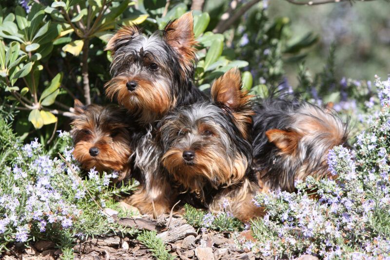 C&atilde;es da ra&ccedil;a Yorkshire Terrier