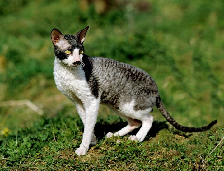 Hérnia umbilical em gatos e cães: entenda a importância do diagnóstico