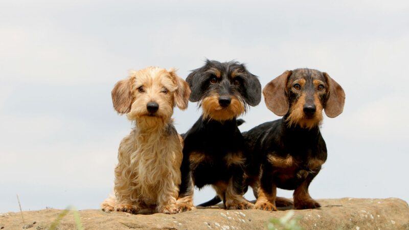 c&atilde;es da ra&ccedil;a dachshund