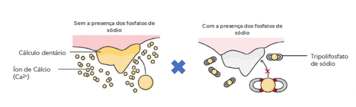 Ação do tripolifosfato de sódio na formação do tártaro.