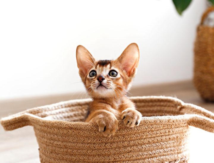 Tabela de vermifugação de filhotes de gatos e cães: saiba como definir o protocolo