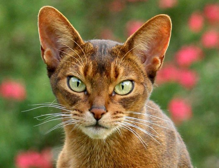 Gastrite e úlceras em gatos: quais as principais causas e como tratar