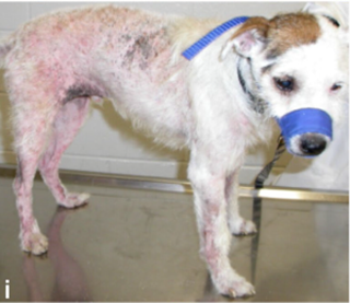 C&atilde;o com DAPE. Nesse caso, o c&atilde;o apresenta alopecia, eritema e hiperpigmenta&ccedil;&atilde;o multifocal