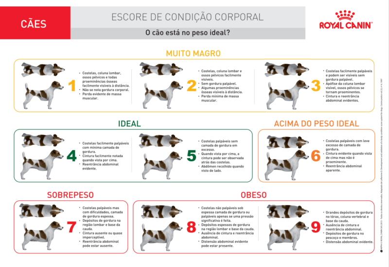 Escore de condição corporal para cães