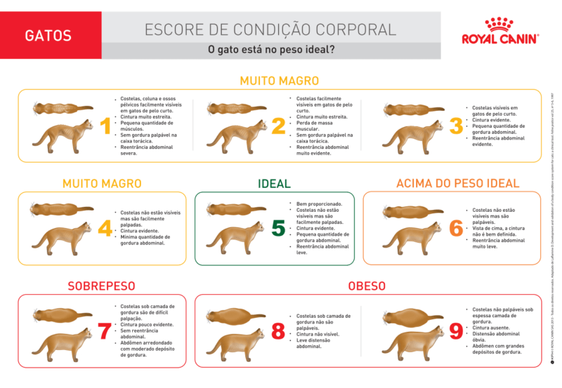 Escore de condição corporal para gatos