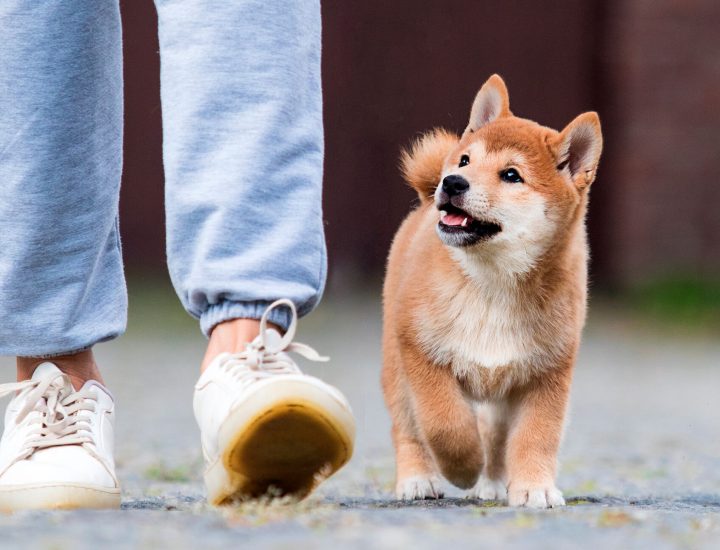 Controle de ectoparasitas em cães e gatos: entenda a importância para a saúde animal e humana