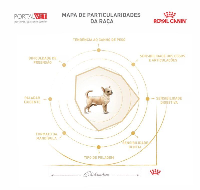 Tabela mostra particularidades do c&atilde;o da ra&ccedil;a Chiuaua