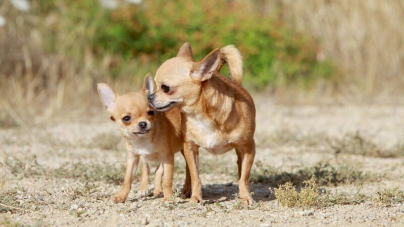 Dois c&atilde;es da ra&ccedil;a Chiuaua brincando em um ambiente externo