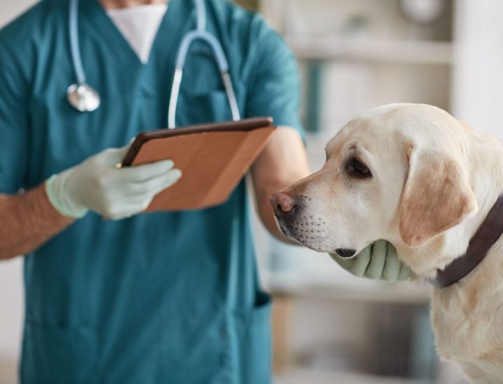 Principais causas de hipotermia em gatos e cães e quais os riscos para os animais