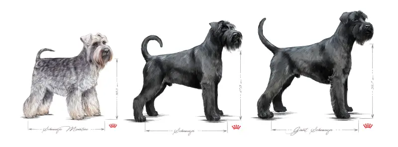 Portes da raça Schnauzer