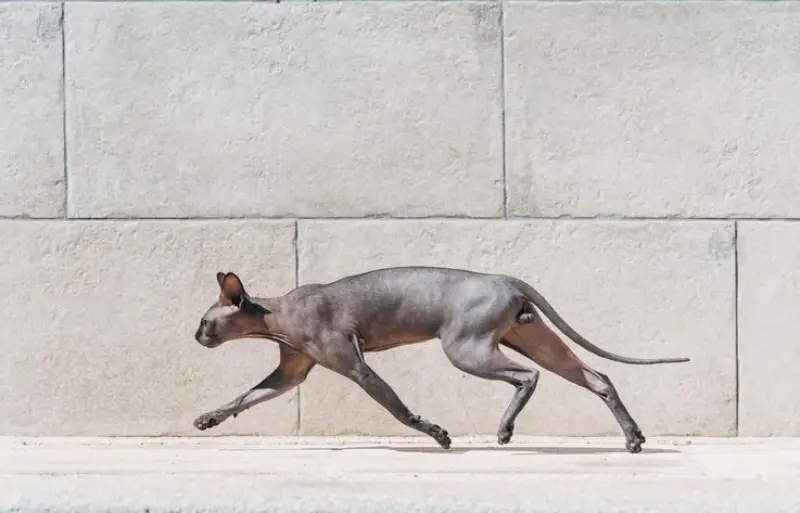 Gato Sphynx