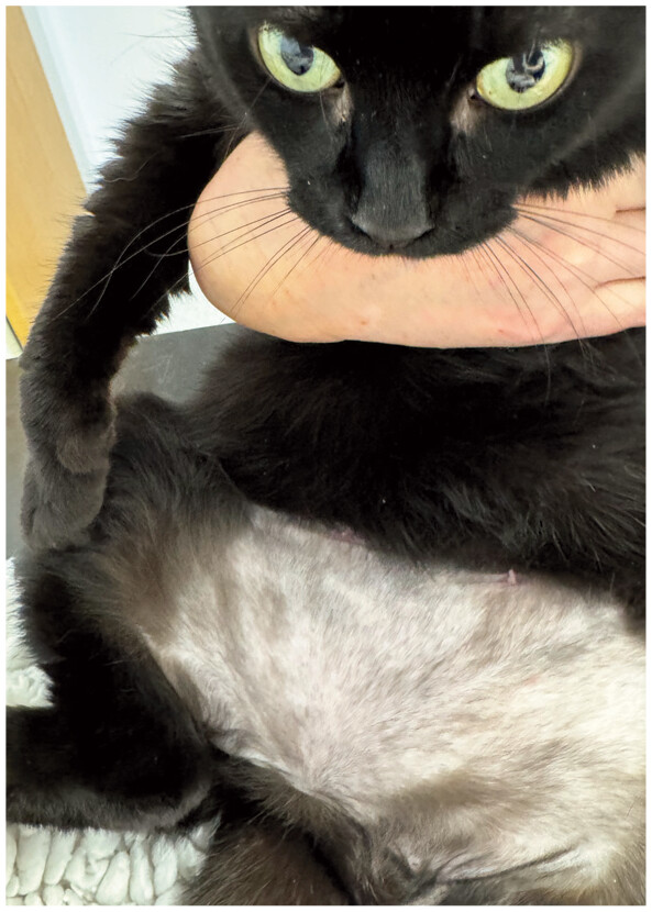 Caso de gato com cistite idiop&aacute;tica mostrando o abd&ocirc;men.