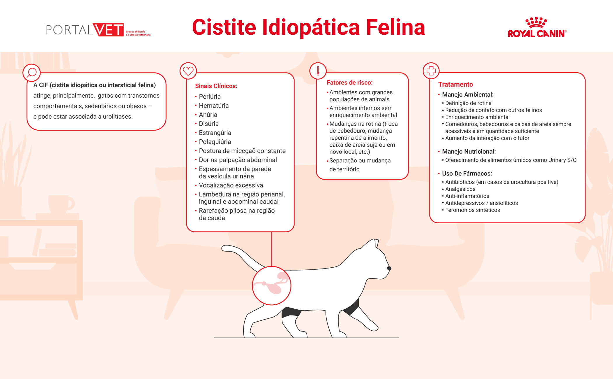 Infogr&aacute;fico dos principais aspectos da Cistite Idiop&aacute;tica Felina