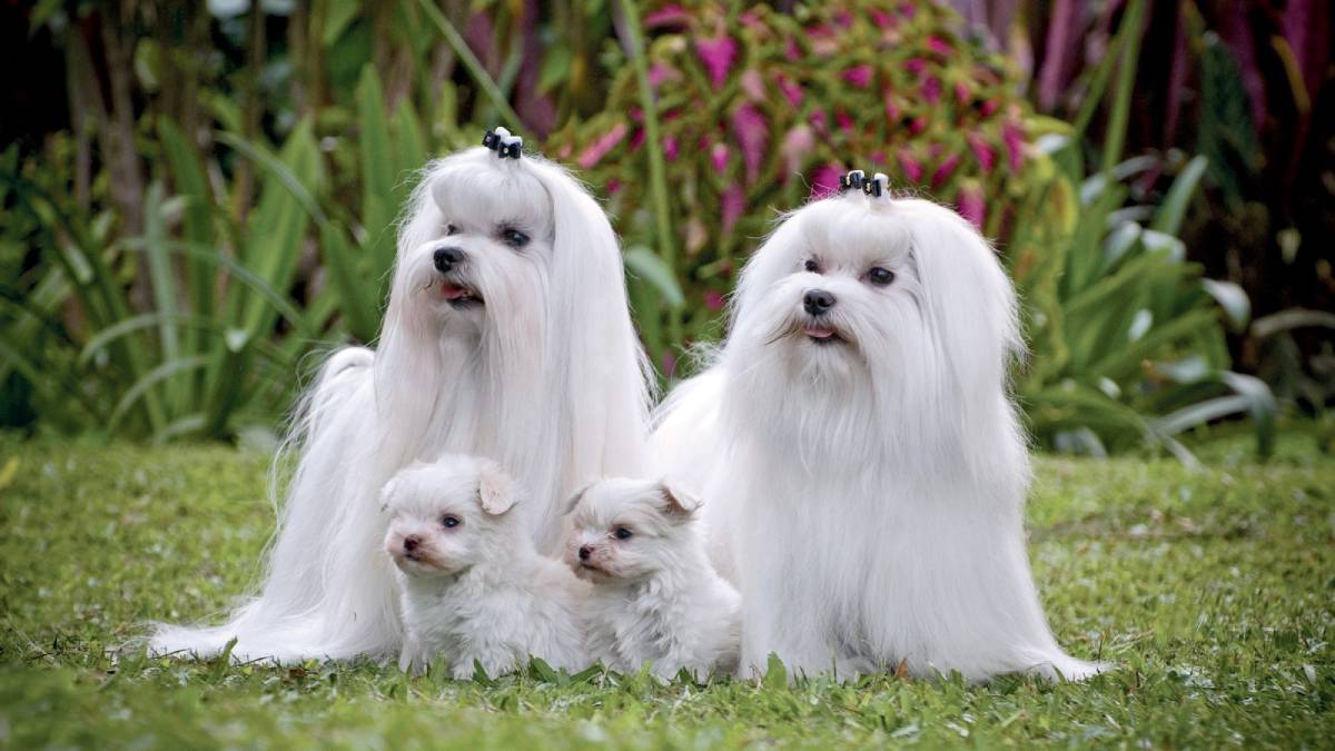 C&atilde;es da ra&ccedil;a Malt&ecirc;s e seus filhotes
