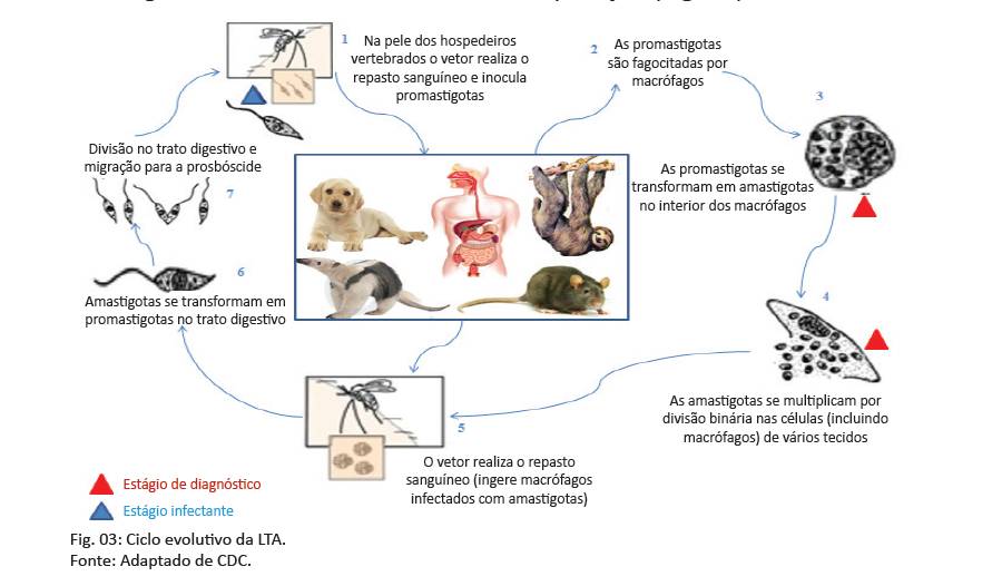 Ciclo De Vida Da Leishmania Ciclo De Vida De Leishmania Spp El Ciclo