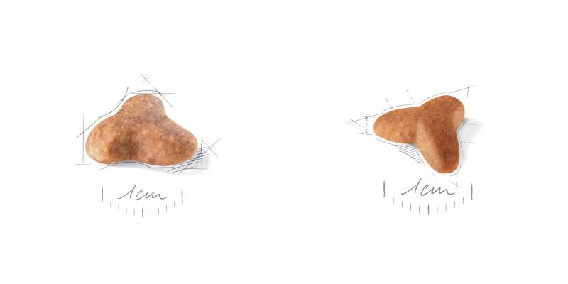 Croquetes do alimento Royal Canin para c&atilde;es da ra&ccedil;a Pug