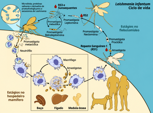 Ciclo biológico de Leishmania infantum no flebotomíneo e nos hospedeiros mamíferos