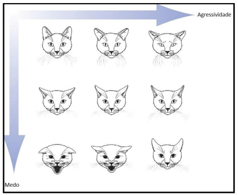 Sinais faciais dos gatos relacionados ao &oacute;rg&atilde;o vomeronasal