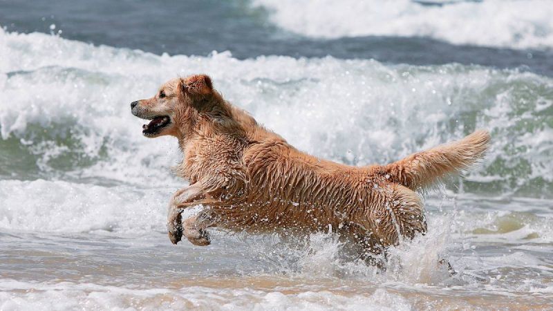 Golden Retriever correndo na beira do mar