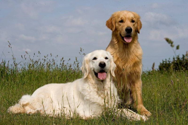 C&atilde;es da ra&ccedil;a Golden Retriever