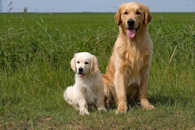 C&atilde;es da ra&ccedil;a Golden Retriever