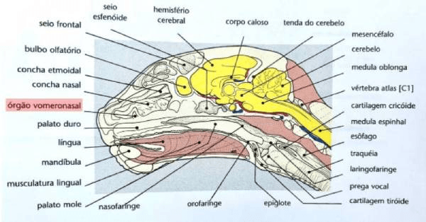Vis&atilde;o geral do &oacute;rg&atilde;o vomeronasal