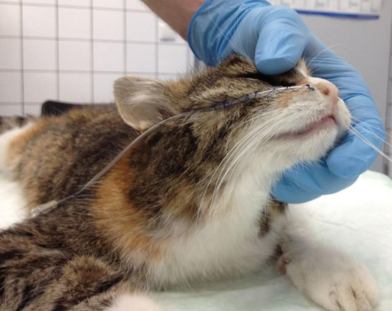 Alimenta&ccedil;&atilde;o por sonda de um gato com pancreatite