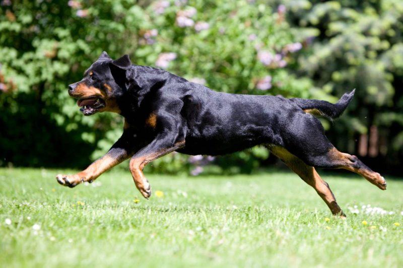 Rottweiler