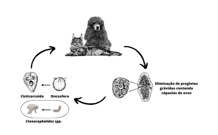 Ciclo biol&oacute;gico do Dypilidium caninum.