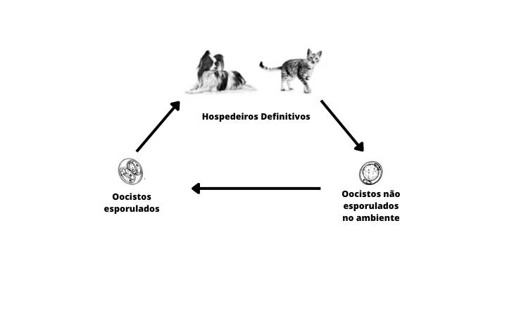 Ciclo Cystoisospora, que causa a infec&ccedil;&atilde;o pela coccidiose