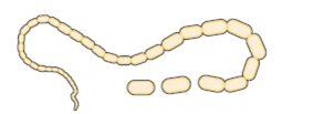 Esquematiza&ccedil;&atilde;o do Dypilidium caninum.