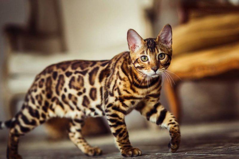 Gato Bengal em casa