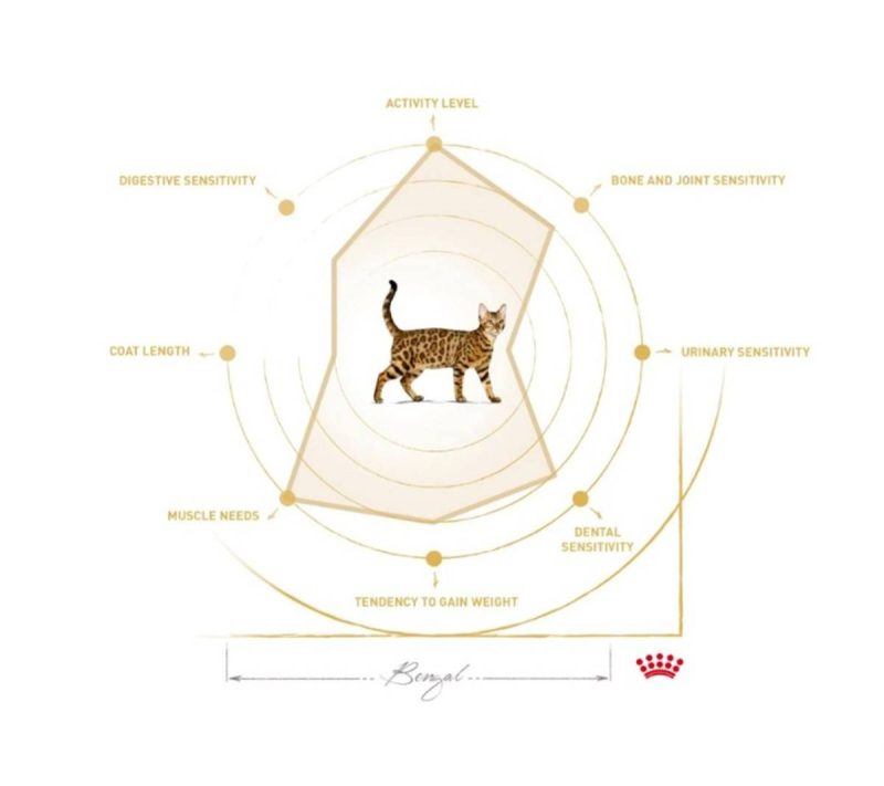 Mapa de particularidades do gato Bengal