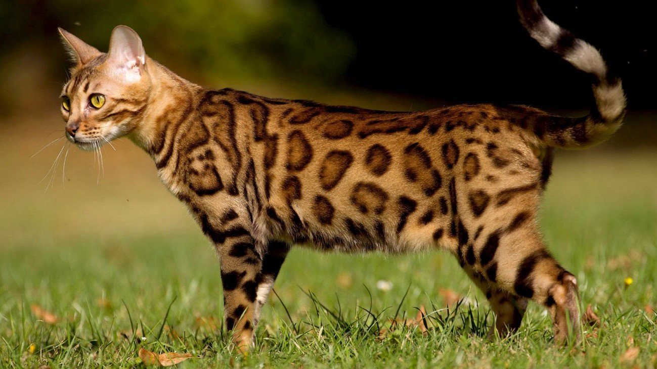 Ra&ccedil;as de gatos mais comuns - Bengal
