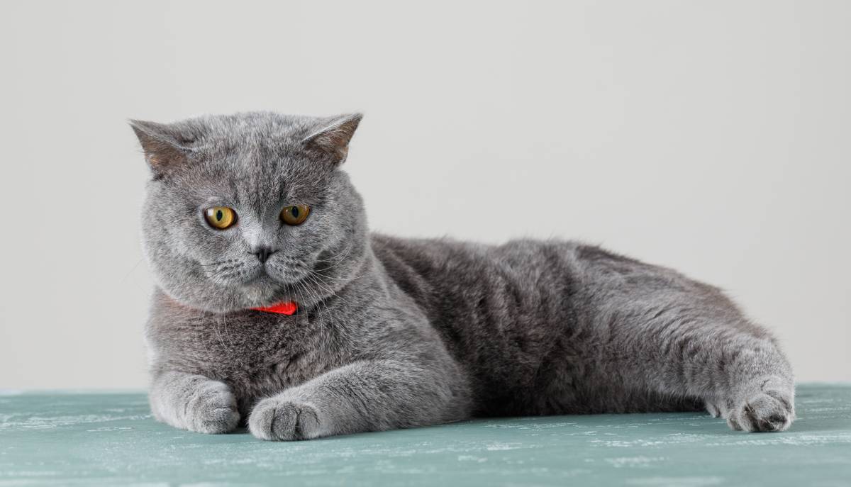 Ra&ccedil;as de gatos mais comuns - British