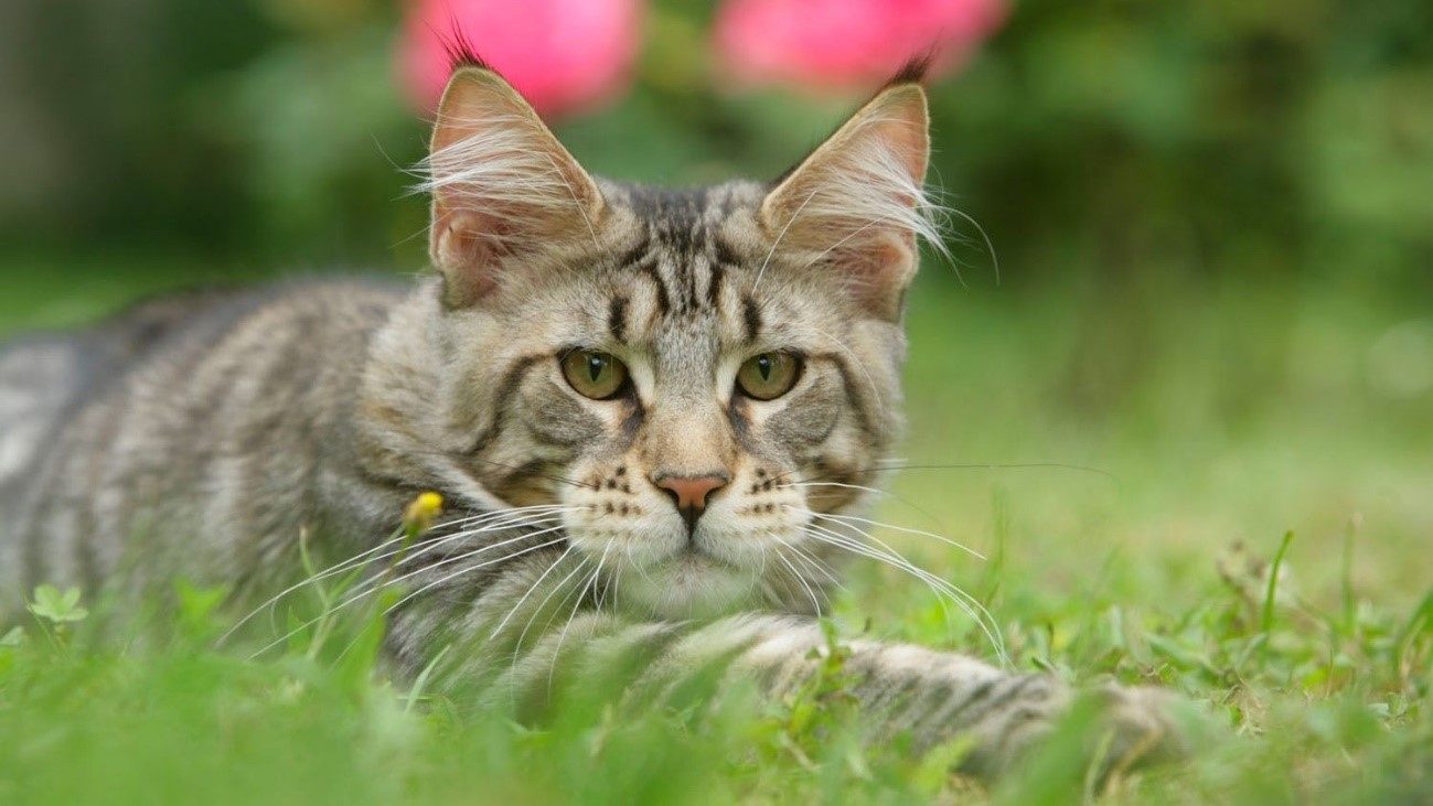 Raças de gatos mais comuns no Brasil: confira as principais!